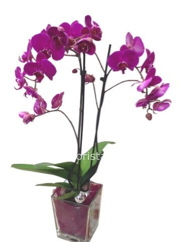Pianta di Phaleonopsis a 2 rami, diversi colori a richiesta.